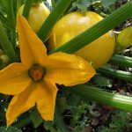 manger en conscience dans un environnement calme et apaisant