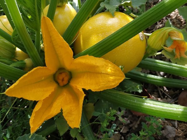 manger en conscience dans un environnement calme et apaisant