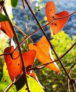 L'adaptation - feuille d'automne