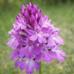 orchidée sauvage violette dans la nature symbole d’adaptation et de résilience