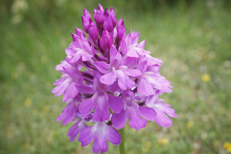 orchidée sauvage violette dans la nature symbole d’adaptation et de résilience