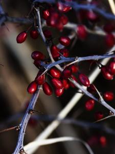 Baies d’épine-vinette rouges séchées riches en vitamine C