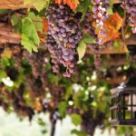 La cure de raisin : pour une détox en douceur