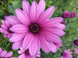 fleur symbolisant l’équilibre et la vitalité en naturopathie