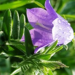 L'expression de ses émotions