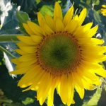 L'expression de ses émotions : se révéler à soi-même