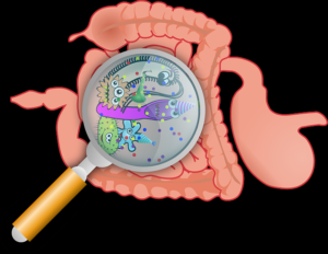 comprendre les troubles digestifs et la santé intestinale