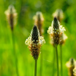 Le psyllium blond : un allié pour nos intestins
