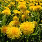 fleur de pissenlit plante reconnue en naturopathie pour accompagner la détox du foie