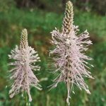 Psyllium blond un allié pour nos intestins - Sandrine Rey