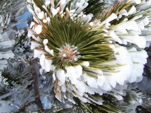 la Gemmothérapie : un potentiel pour notre santé !