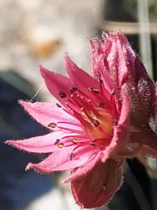 Fleurs délicates en pleine nature symbolisant douceur et retour à soi