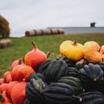 Cucurbitacées d’automne variées dans un champs : potimarron, butternut et potiron