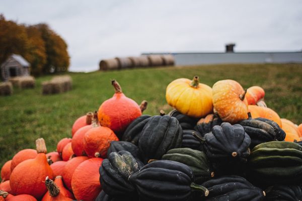 Cucurbitacées d’automne variées dans un champs : potimarron, butternut et potiron