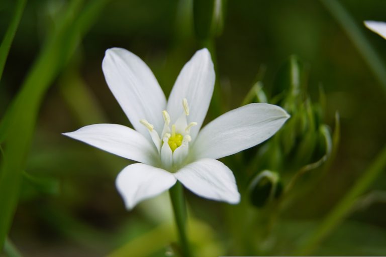 Étoile de Bethléem, fleur blanche sur fond vert - Conseils en fleurs de Bach - Sandrine Rey Naturopathie Yoga Balades naturelles Aix en Provence