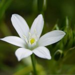 conseil fleurs de bach accompagnement émotionnel