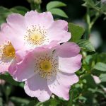 Églantier - concentration maîtrise du comportement - conseil en fleurs de Bach - Sandrine Rey Naturopathie Yoga Aix en Provence Jouques