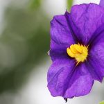 Confiance en soi avec les fleurs de Bach naturopathe naturopathie Aix en Provence