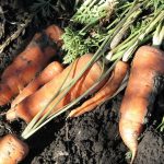 Jus de carotte sur un plateua de givre - Sandrine Rey Naturopathie Yoga Balades naturelles Aix en Provence Jouques