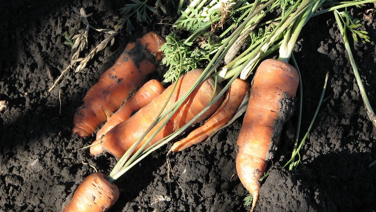 Jus de carotte sur un plateua de givre - Sandrine Rey Naturopathie Yoga Balades naturelles Aix en Provence Jouques