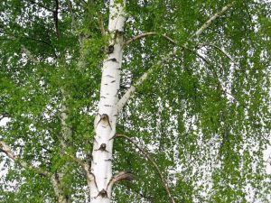 La sève de bouleau fraîche : le plein de minéraux naturopathe Aix en Provence