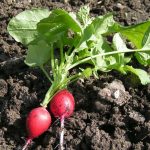 botte de radis rouges avec fanes fraîches
