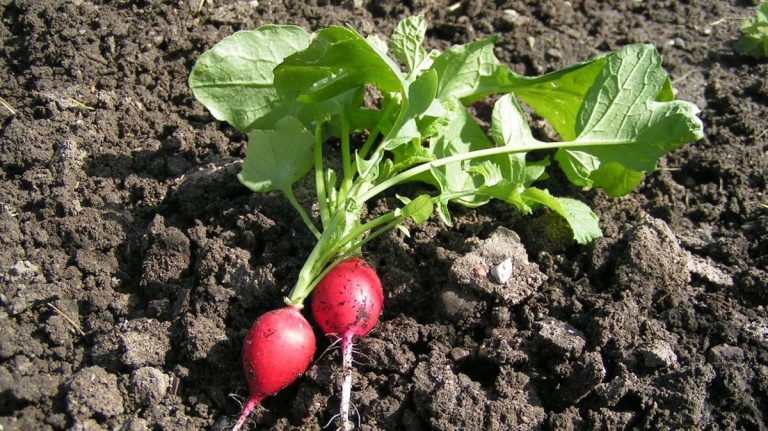 botte de radis rouges avec fanes fraîches