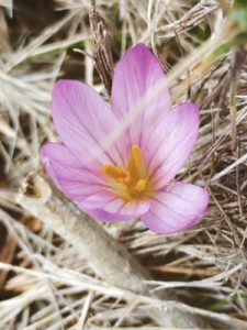 Colchique dans les prés fleuri, automne ou printemps, la forêt d'Aix en Provence est magique