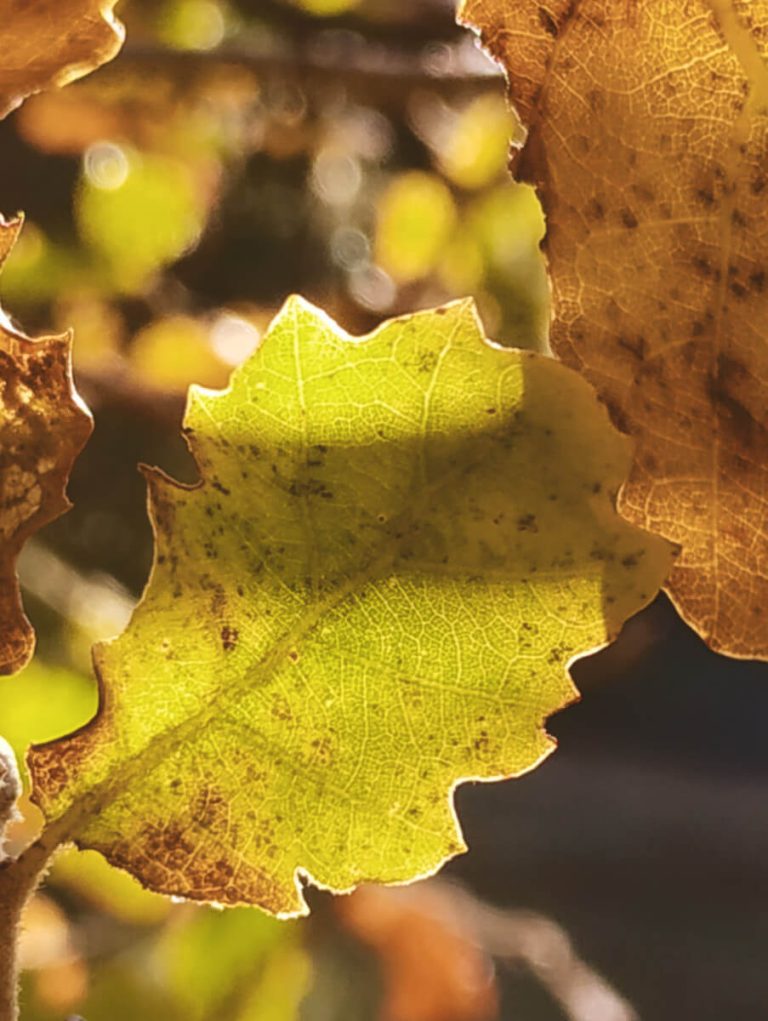 Feuille de chêne en automne dans la campagne aixoise - la nature nous aide à nous détendre