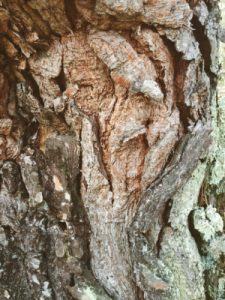 Joli dessin sur un tronc d'arbre, la nature nous parle, nous raconte