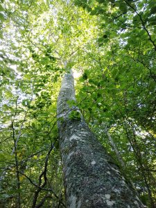 Un arbre majestueux dans la forête d'Annot - 04
