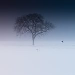 arbre seul dans un paysage enneigé et brumeux en hiver évoquant la dépression saisonnière