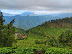 Thé Matcha - la photo représente une plantation de thé vert au Japon