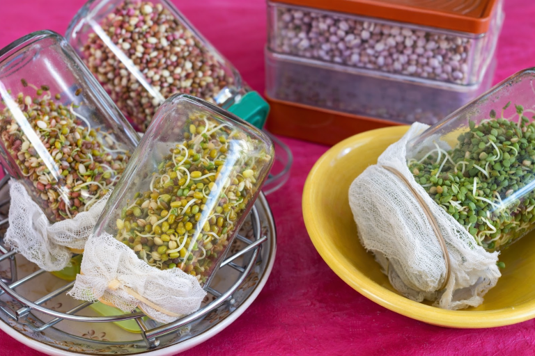 Graines germées maison dans des bocaux – préparation et consommation des graines germées