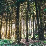 Chemin naturel sinueux symbolisant une digestion douce et un retour à l’équilibre