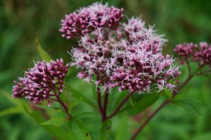fleurs de bach elixirs floraux naturels