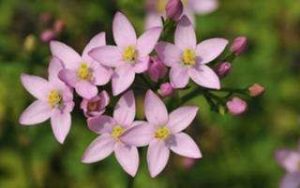 equilibre emotionnel apaisement fleurs de bach