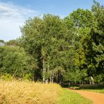 Chemin en pleine nature pour illustrer une consultation en naturopathie à Jouques dans un cadre apaisant