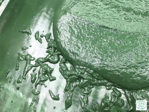 culture artisanale de spiruline en bassin riche en minéraux