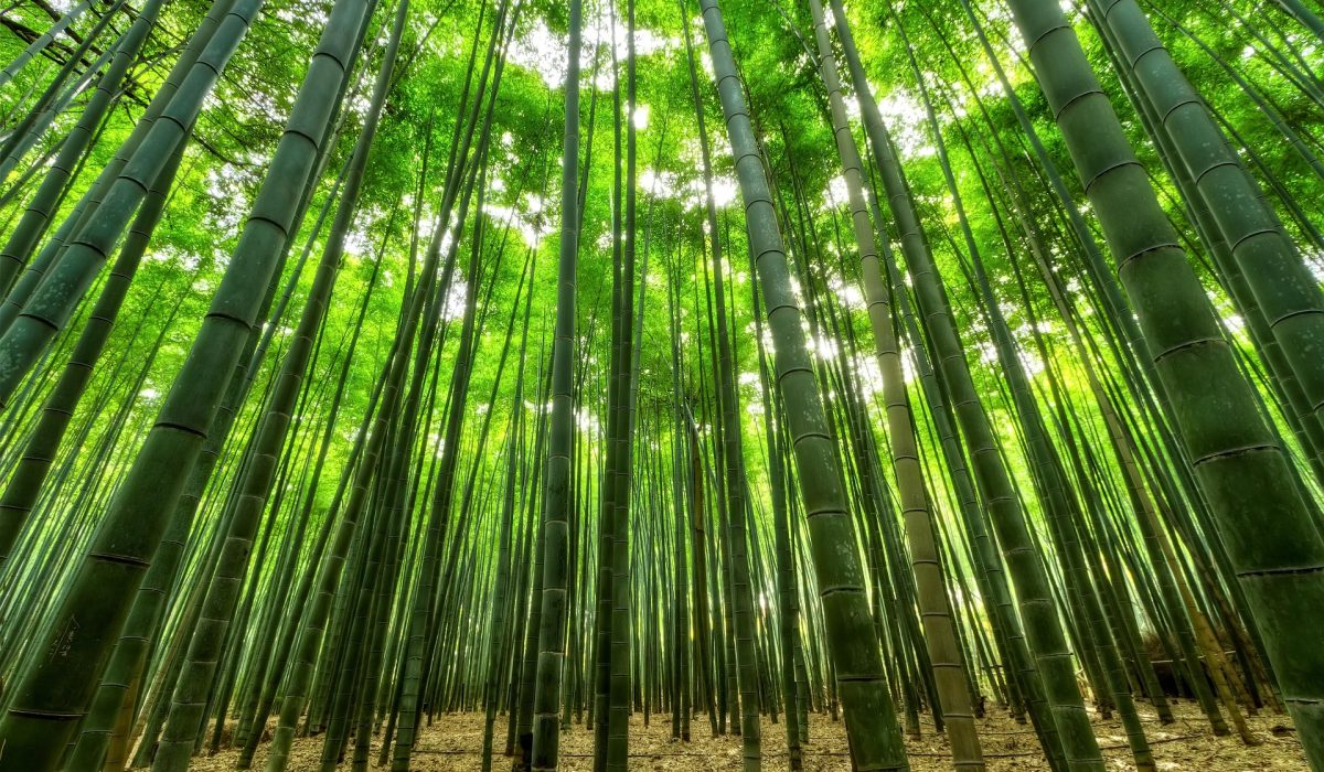 Forêt de Bambous - Prendre du recul sur sa maladie et écouter les messages du corps