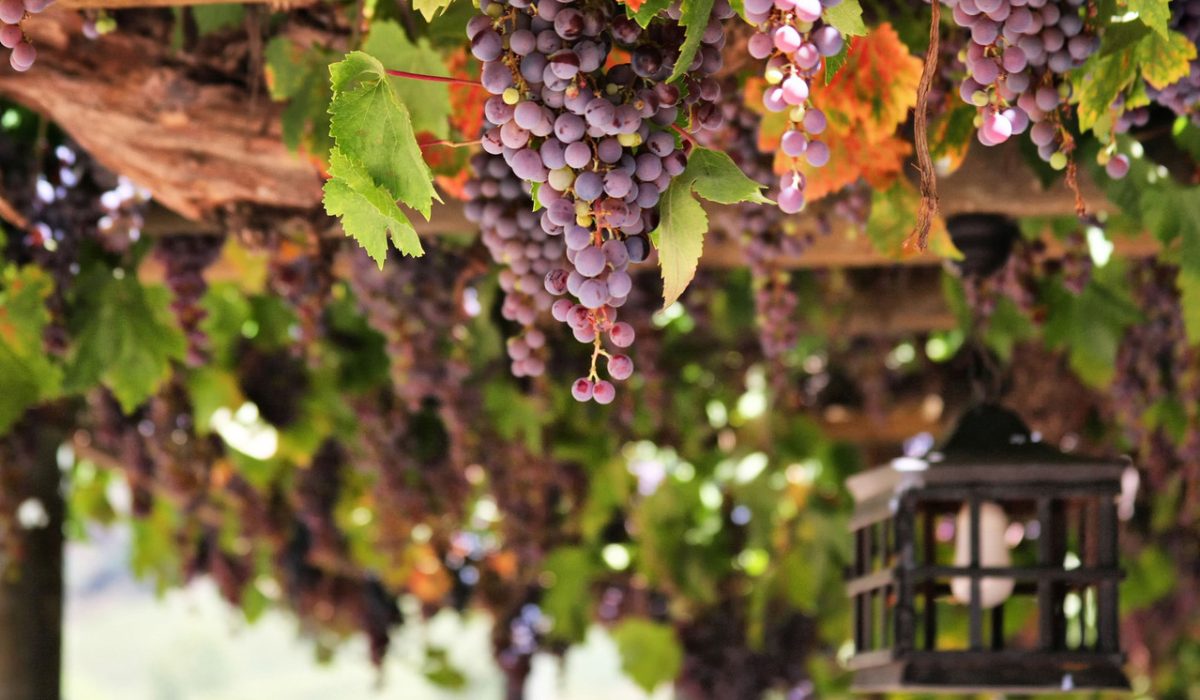 La cure de raisin : pour une détox en douceur