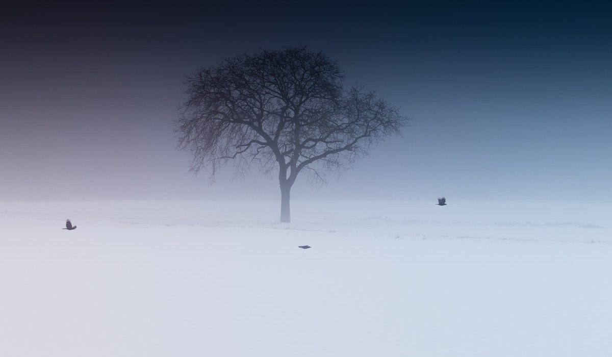 arbre seul dans un paysage enneigé et brumeux en hiver évoquant la dépression saisonnière
