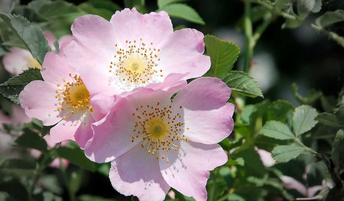 Églantier - concentration maîtrise du comportement - conseil en fleurs de Bach - Sandrine Rey Naturopathie Yoga Aix en Provence Jouques