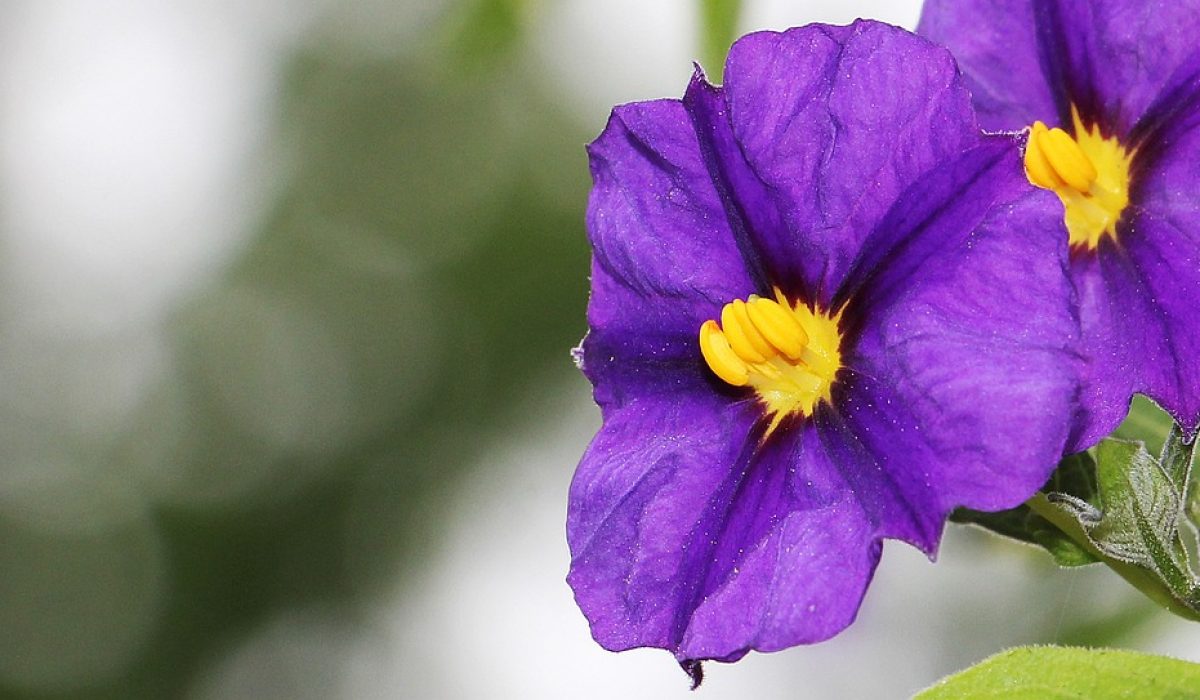 Confiance en soi avec les fleurs de Bach naturopathe naturopathie Aix en Provence