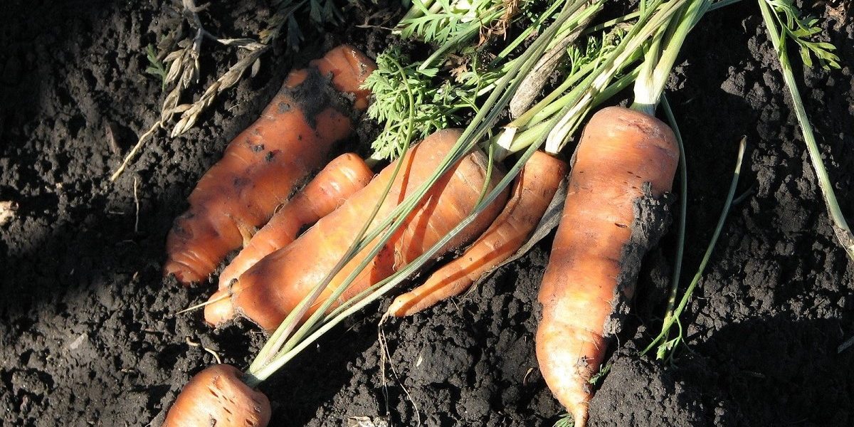 Jus de carotte sur un plateua de givre - Sandrine Rey Naturopathie Yoga Balades naturelles Aix en Provence Jouques