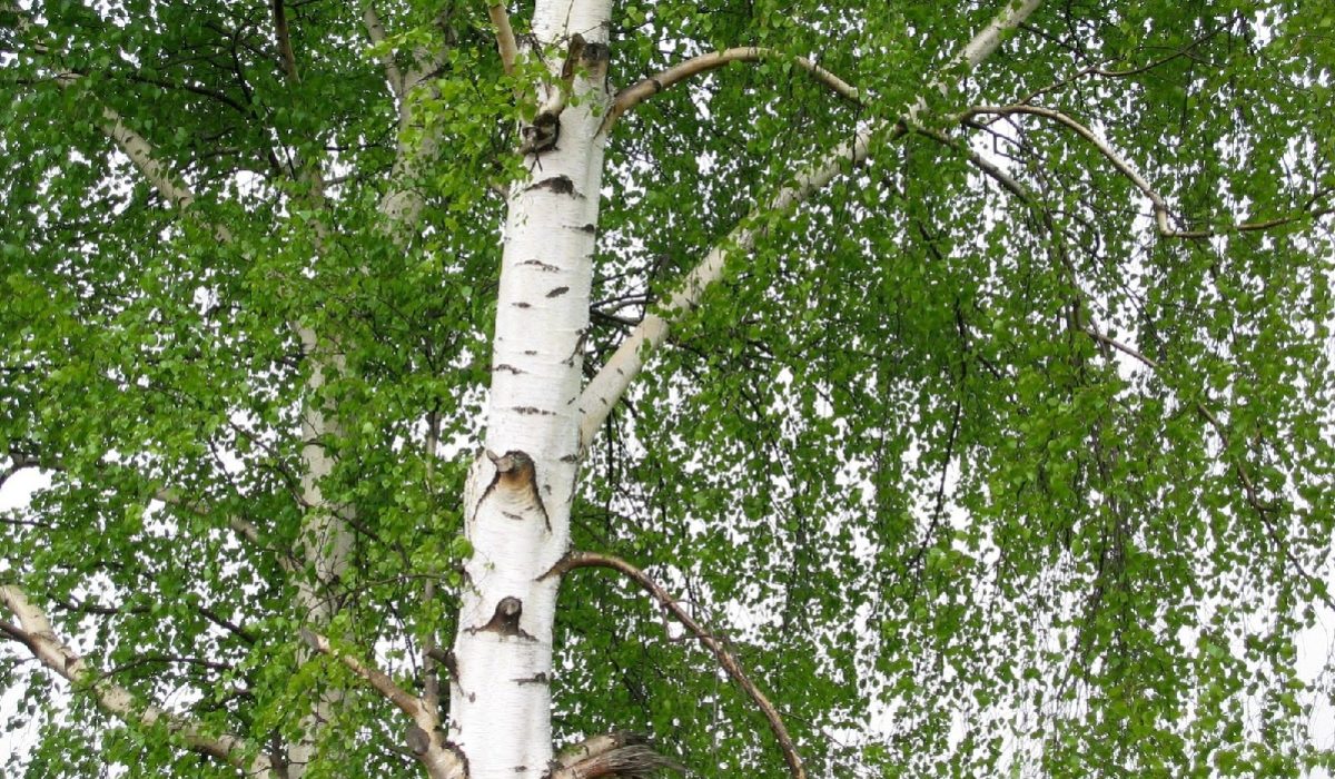 La sève de bouleau fraîche : le plein de minéraux naturopathe Aix en Provence