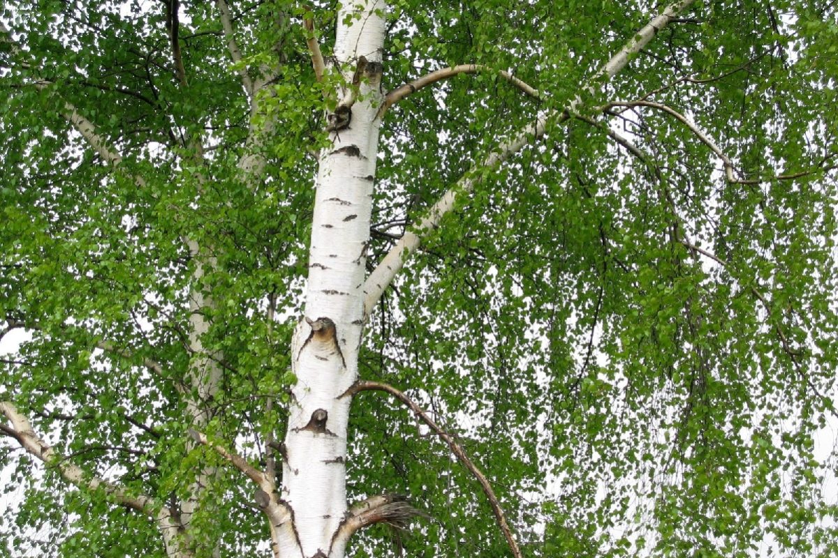 La sève de bouleau fraîche : le plein de minéraux naturopathe Aix en Provence