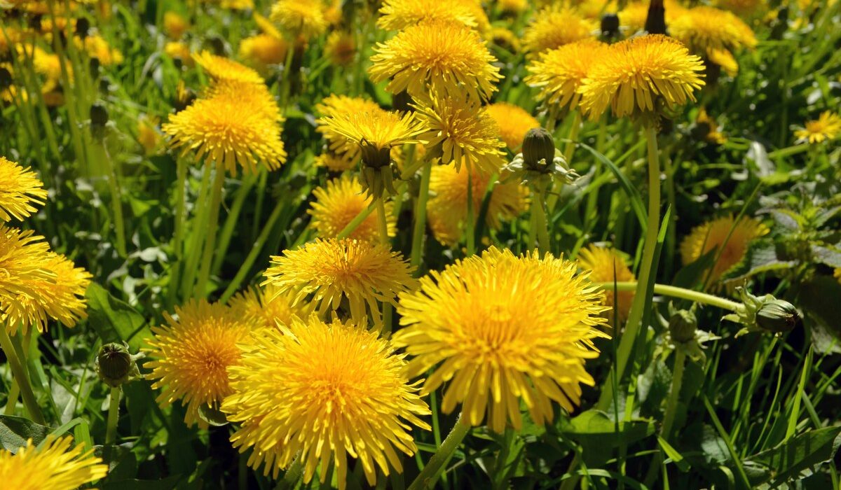 fleur de pissenlit plante reconnue en naturopathie pour accompagner la détox du foie