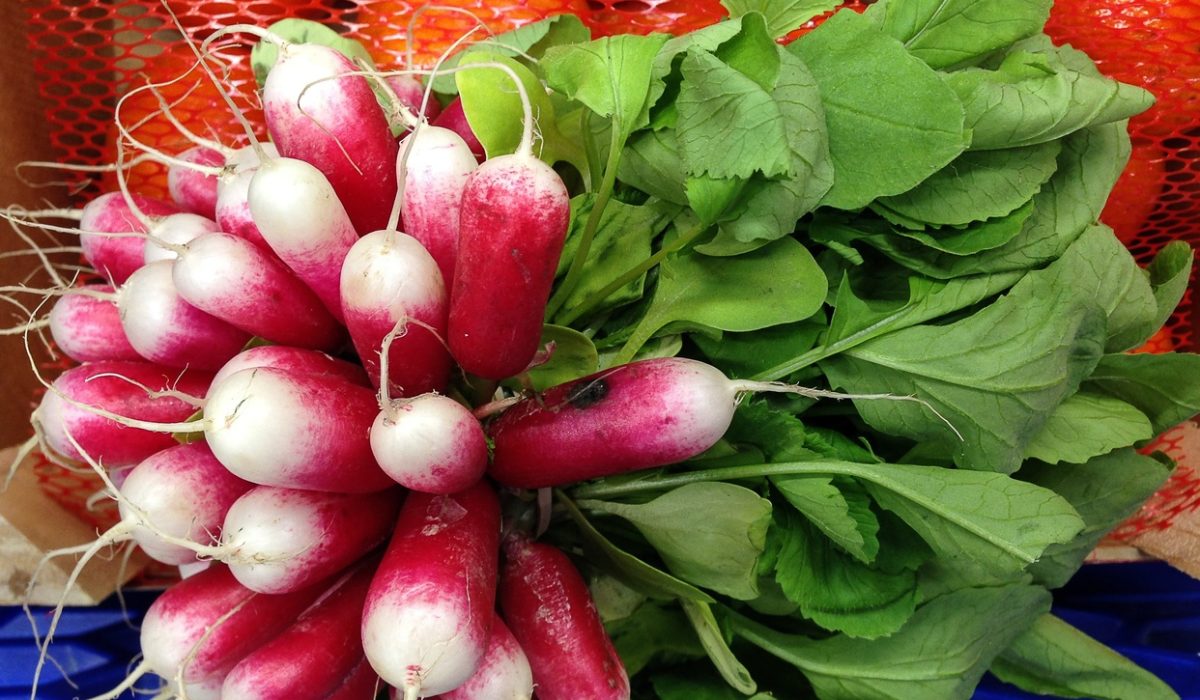 Fanes de radis fraîches pour recettes anti-gaspillage et alimentation vivante