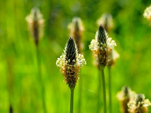 Le psyllium blond : un allié pour nos intestins